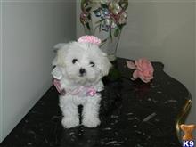 maltese puppy posted by Elegant Babies